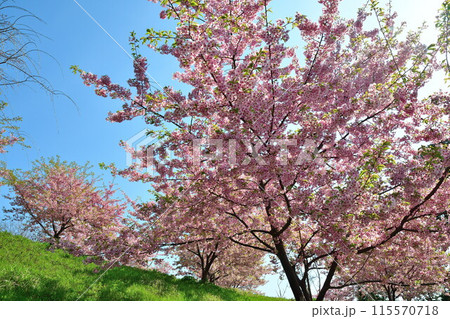石瀬の桜（新潟県） 115570718