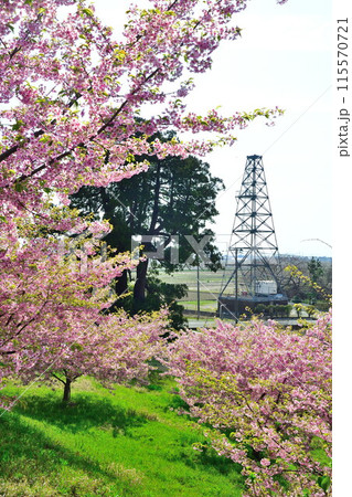 石瀬の桜(新潟県) 石瀬の桜(新潟県) 115570721
