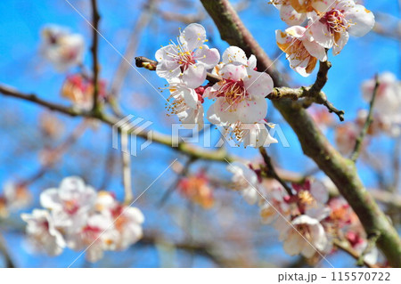 石瀬の桜(新潟県) 石瀬の桜(新潟県) 115570722
