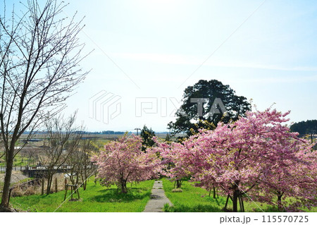 石瀬の桜（新潟県） 115570725
