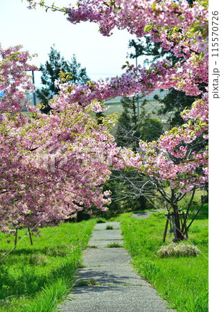 石瀬の桜（新潟県） 115570726