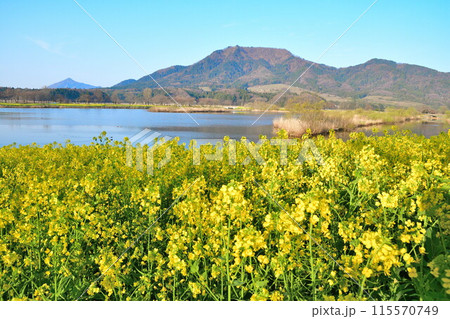 上堰潟公園　菜の花と角田山（新潟県） 115570749