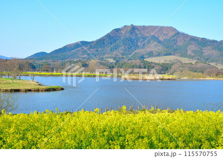 上堰潟公園 菜の花と角田山(新潟県) 上堰潟公園 菜の花と角田山(新潟県) 115570755
