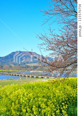 上堰潟公園 菜の花と角田山(新潟県) 上堰潟公園 菜の花と角田山(新潟県) 115570756