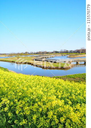 上堰潟公園の菜の花(新潟県) 上堰潟公園の菜の花(新潟県) 115570779