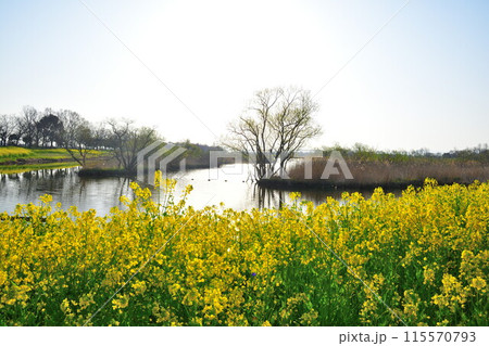 上堰潟公園の菜の花（新潟県） 115570793