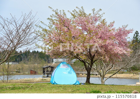 柏崎夢の森公園の桜(新潟県) 柏崎夢の森公園の桜(新潟県) 115570818
