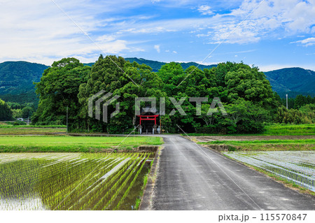 菅原神社(水流天満宮)宮崎県えびの市の田んぼの中に鳥居がある神社 菅原神社(水流天満宮)宮崎県えびの市の田んぼの中に鳥居がある神社 115570847