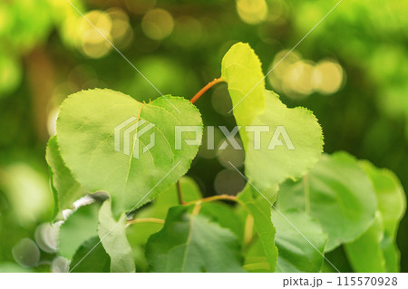 Green large leaves, trees against a blurred green and yellow background with glimpses of tree shadows that create bokeh highlights. 115570928