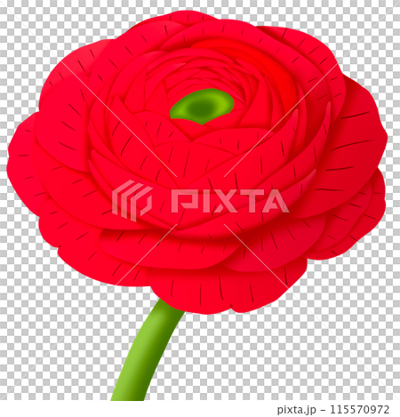 red flower isolated on white background red flower isolated on white background 115570972