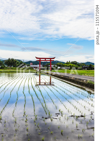 水田に映る大鳥居 菅原神社(水流天満宮) 宮崎県えびの市水流 水田に映る大鳥居 菅原神社(水流天満宮) 宮崎県えびの市水流 115571094