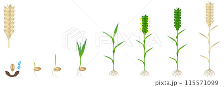 Cycle of growth of a wheat plant on a white background. Cycle of growth of a wheat plant on a white background. 115571099