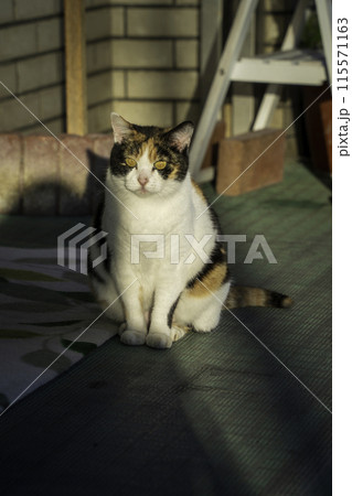 竹富島の猫 竹富島の猫 115571163