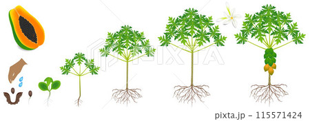Cycle of growth of a papaya plant on a white background. Cycle of growth of a papaya plant on a white background. 115571424
