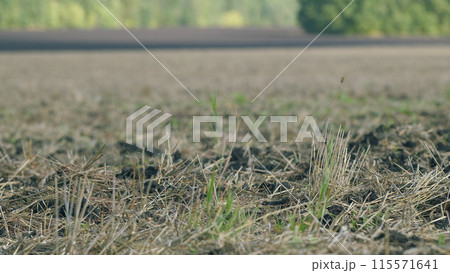 Stubble field. Golden field after harvesting. Field after harvest at day. Shallow depth of field. 115571641