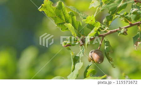 Oak tree in summer. Acorns oak nut tree on green background. Sunny september day. Slow motion. 115571672