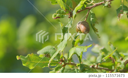 Beautiful autumn landscape. Oak branch with green leaves and acorns on a sunny day. Slow motion. 115571673