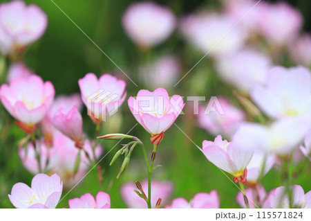 昼咲月見草(ヒルザキツキミソウ) 昼咲月見草(ヒルザキツキミソウ) 115571824