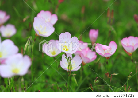 昼咲月見草(ヒルザキツキミソウ) 昼咲月見草(ヒルザキツキミソウ) 115571828