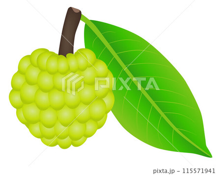 Sugar apple fruit with leaf on a white background. 115571941