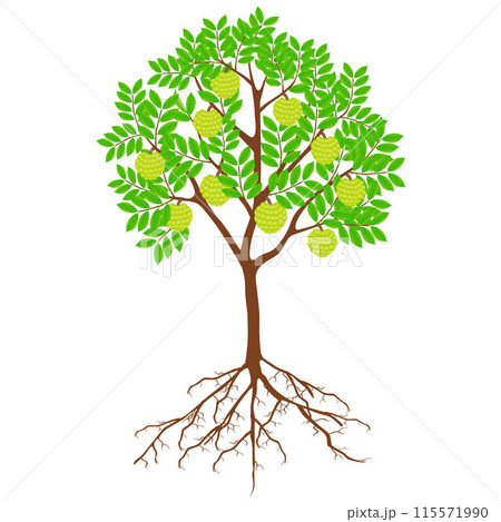 Sugar apple tree with fruits and roots on a white background. 115571990