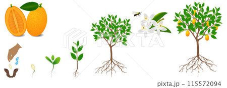 Cycle of growth of kumquat plant on a white background. 115572094