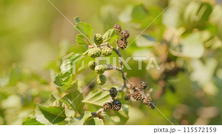 European alder close up in autumn. Alder cone on a tree branch swaying in wind. Shallow depth of field. 115572159
