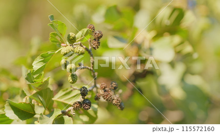 Branch of alnus glutinosa, common alder, black alder. Branch of alder leaves and green cones. Selective focus. 115572160