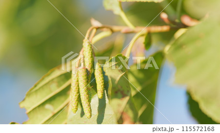 Black alder cones in summer. Alder tree branch during late summer. Commercially important lumber. Close up. 115572168