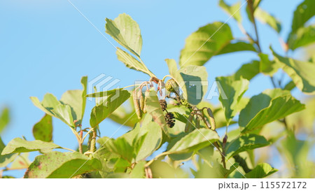 Branch of alnus glutinosa. Female alder or alnus catkins swaying and trembling in wind. Rack focus. Branch of alnus glutinosa. Female alder or alnus catkins swaying and trembling in wind. Rack focus. 115572172