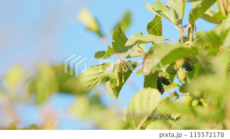 Alder branch with fruits and new buds in autumn. Common alder starts to develop catkins or male reproductive parts. Slow motion. 115572178