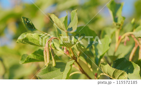 Common alder, black alder or european alder. Catkins and seed on alder tree or alnus mill in summer. Slow motion. 115572185