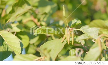 Common alder, black alder or european alder. Catkins and seed on alder tree or alnus mill in summer. Bokeh. Common alder, black alder or european alder. Catkins and seed on alder tree or alnus mill in summer. Bokeh. 115572186