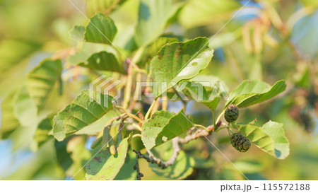 Alder branch with fruits and new buds in autumn. Common alder starts to develop catkins or male reproductive parts. Shallow depth of field. 115572188