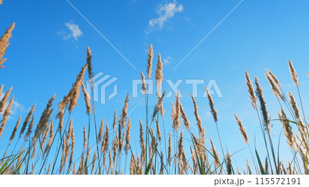 Beauty of northern autumn. Moving pampas grass outdoors. Wild grass sway from wind. Low angle view. 115572191