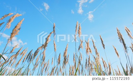 Natural background with beautiful plants shining from suns rays. Fall in herb meadow on countryside. Low angle view. 115572193