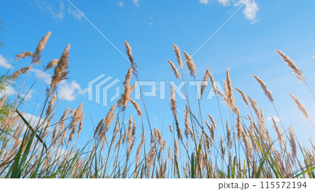 Reeds sway on wind and sun rays. Reeds sway on wind in sunset light background. Low angle view. 115572194