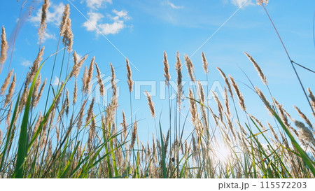 Reeds swaying gently in wind against bright sunlight in blue sky at sunset. Fall in meadow near in countryside. Low angle view. Reeds swaying gently in wind against bright sunlight in blue sky at sunset. Fall in meadow near in countryside. Low angle view. 115572203