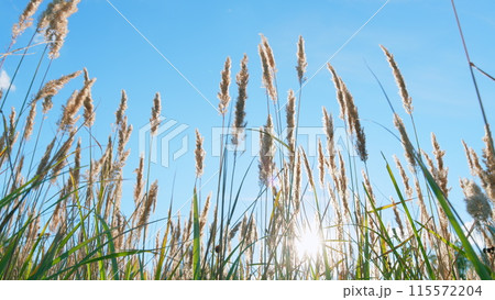 Field of swaying reeds at sunset in fall autumn sways in wind. Wild grass sway from wind on nature sky. Low angle view. 115572204