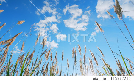 Reeds sway on wind and sun rays. Reeds sway on wind in sunset light background. Low angle view. 115572210