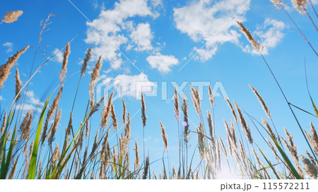 Reeds sway in wind. Grass blowing on nature autumn field. Beautiful romantic sunrise shining golden light. Low angle view. 115572211