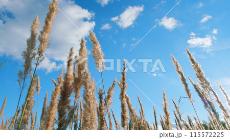 Beauty of northern autumn. Moving pampas grass outdoors. Wild grass sway from wind. Low angle view. 115572225