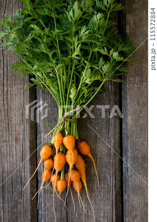 Young juicy round carrot with green leaves 115572884