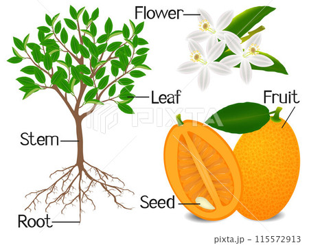 Parts of kumquat plant on a white background. Parts of kumquat plant on a white background. 115572913