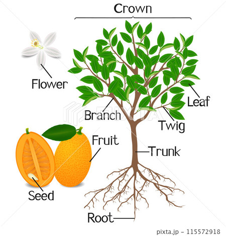 Parts of kumquat tree on a white background. Parts of kumquat tree on a white background. 115572918