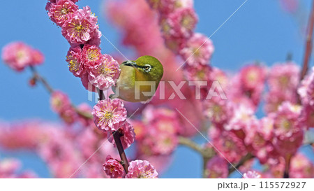 満開の紅梅にメジロさん （ 春イメージ ）（ 躍動イメージ ） 115572927