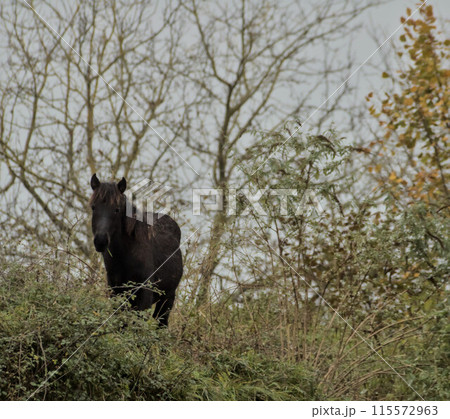 beautiful black horse grazing freely in the mountain 115572963