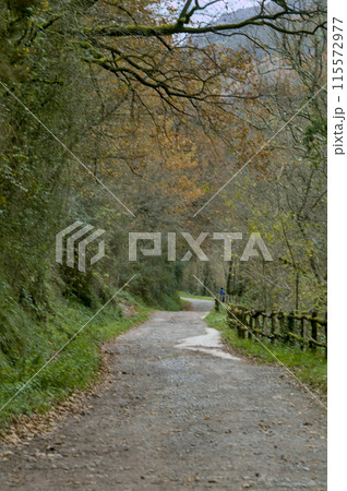 trail on a green way in the Basque country of Spain 115572977