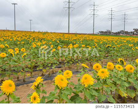 Blooming sunflower farm field, big bright yellow sunflower, agriculture concept harvest 115573415