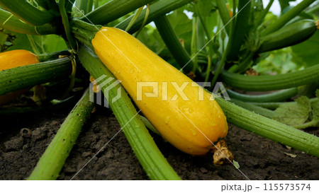 Ripe yellow zucchini lies in the garden among the green leaves. Fresh vegetables from the garden to the table. Ripe yellow zucchini lies in the garden among the green leaves. Fresh vegetables from the garden to the table. 115573574
